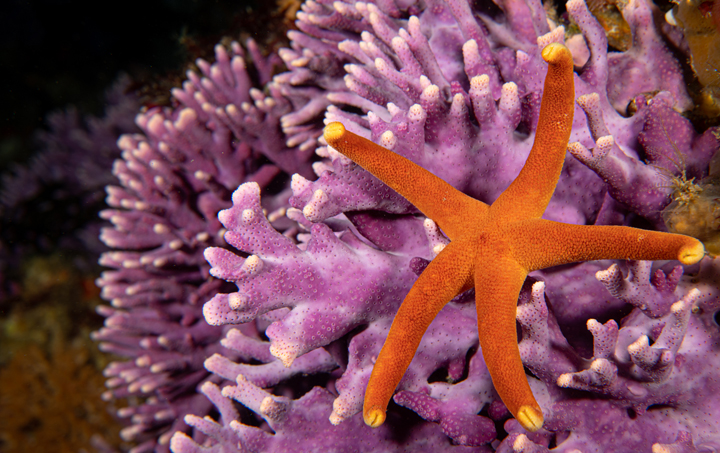 Pacific blood star on purple hydrocoral